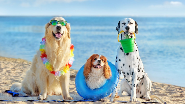 Three,Dogs,At,The,Pet,Friendly,Sea,Beach