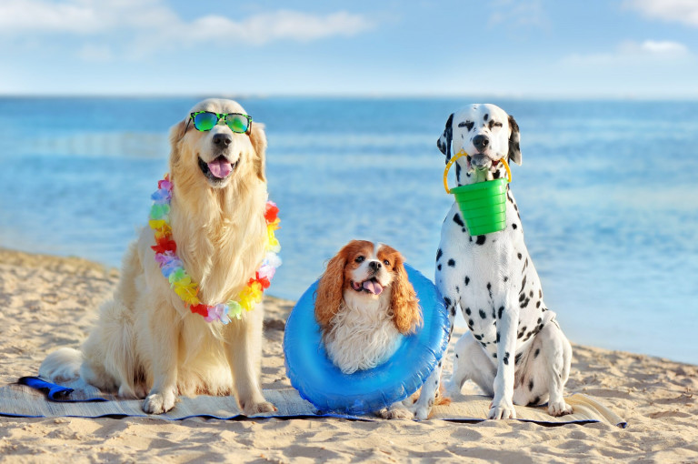 Three,Dogs,At,The,Pet,Friendly,Sea,Beach