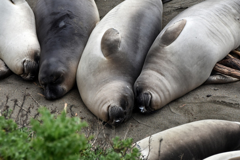 vacanze coi bambini al santuario delle foche